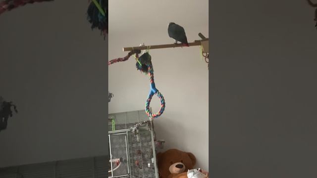 Жако полиглот(Немецкий/Греческий) смотреть онлайн