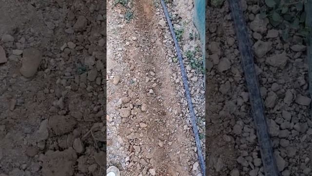 Как вырастить шалфей из семян смотреть онлайн