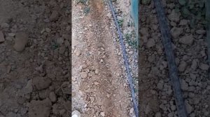 Как вырастить шалфей из семян