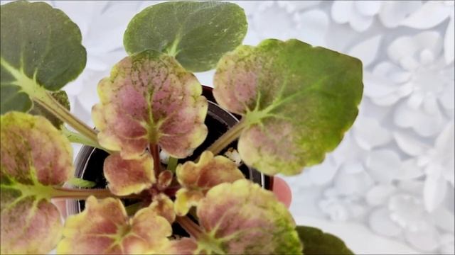 Фиалка АВ-Корзиночка с Ежевикой