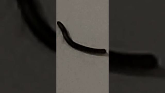 Piolho de cobra смотреть онлайн