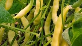 Спаржевая Фасоль  - Масляный король