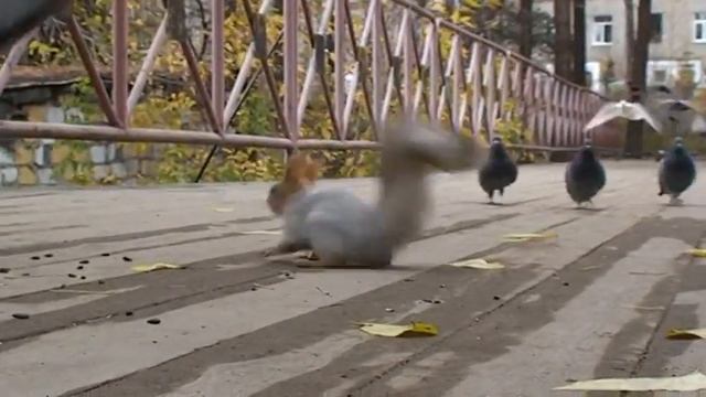 Белка Елизавета и голуби! смотреть онлайн