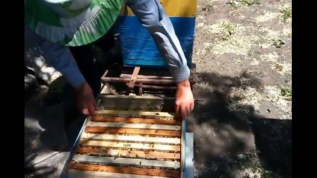 "Начинающее пчеловодство.Случайная съёмка)" смотреть онлайн