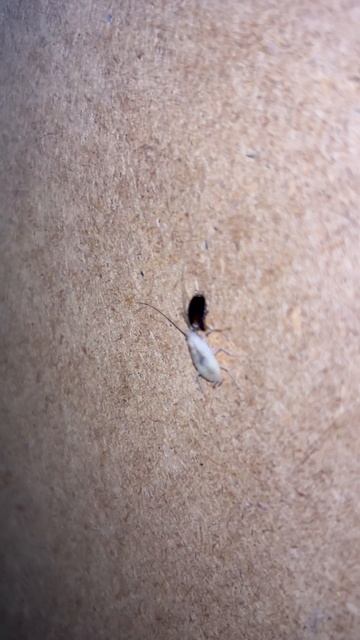 Белый таракан 🪳