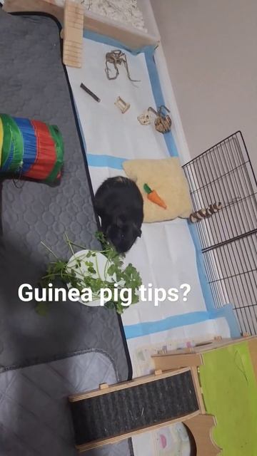 subscribe for cuteness!! #guineapig #shorts shy little one hear him growl? lol смотреть онлайн