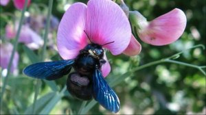 Пчела плотник. Звук пчелы плотника. Как жужжит пчела плотник