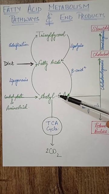 lipid_metabolism || fatty_acid_metabolism || overall_view || biochemistry || #shorts #youtube #aktu смотреть онлайн