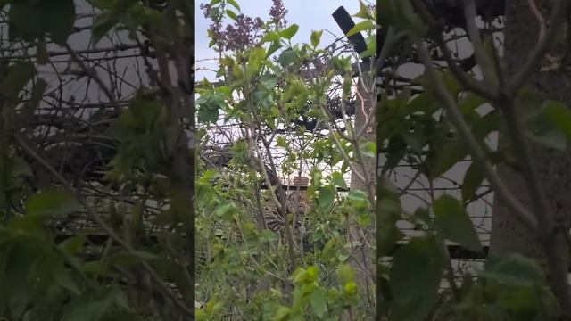 Барвинок и сирень в начале апреля после дождичка в четверг! смотреть онлайн