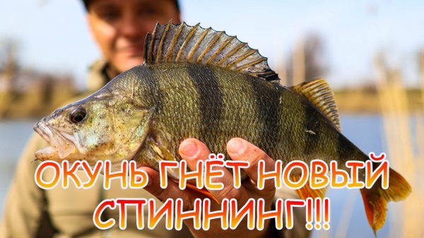 ОКУНЬ гнёт НОВЫЙ спиннинг Nautilus Fugu 💪 Тест 👍 Обзор 😉