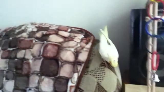 Жорик корелла смотреть онлайн