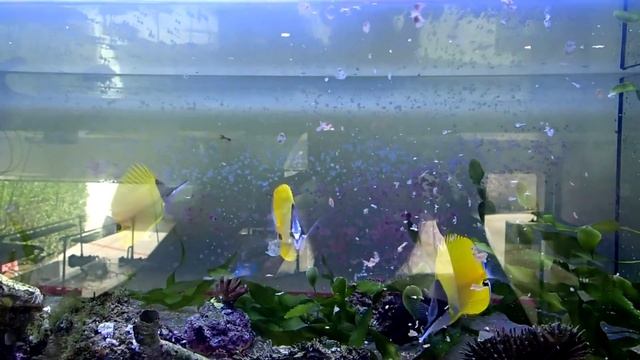 FORCIPIGER FLAVISIMUS смотреть онлайн