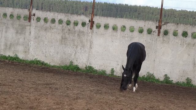 LLC "Akhalteke"Продажа ахалтекинских лошадей.Sales of Akhal-Teke horses http://akhaltekellc.com смотреть онлайн