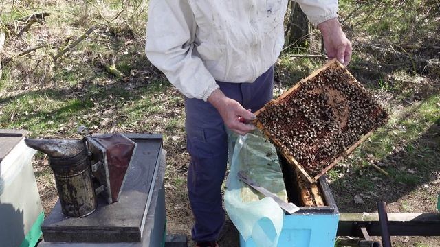 весеннее развитие пчел ,без стимуляции матки смотреть онлайн