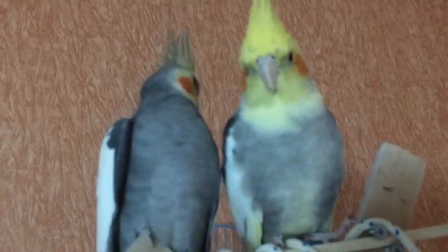 Челябинские кореллы... смотреть онлайн