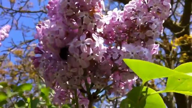 All black bumblebee смотреть онлайн