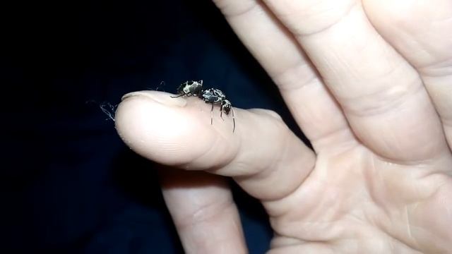 Camponotus parius (China) Queen 👑 on hand 05.12.2020 смотреть онлайн