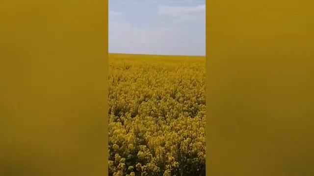Рапсовое поле обработанное BIOHUMUS ii смотреть онлайн