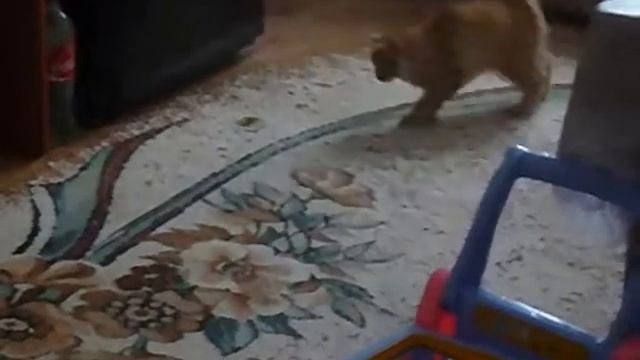 котэ и магнит смотреть онлайн