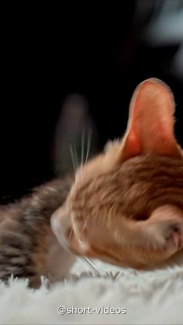 Мама Кошка и Котёнок ✨ #shorts смотреть онлайн