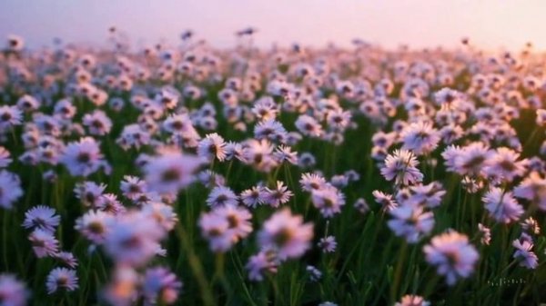 Alesya G - Улыбка в кармашке