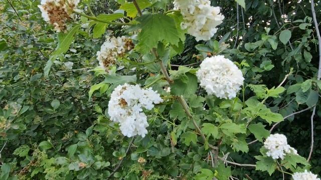 Калина бульденеж и ее проблемы смотреть онлайн