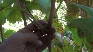 Октябрь. Обработки винограда. СТОП обрезке сада