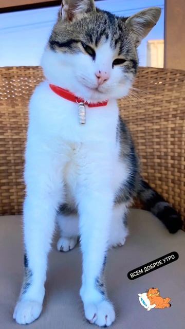 Хорошего дня всем🐈⬛🐾😻 #доброеутро #котики #макан #онлайн #осень #крым #дом смотреть онлайн