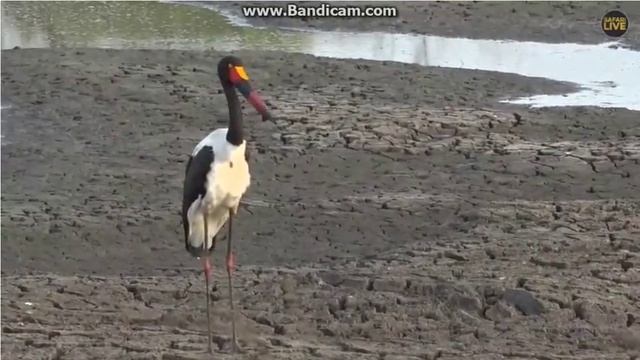 ~ ŻABIRU AFRYKAŃSKI ( Ephippiorhynchus senegalensis ) ~ SAFARI 19/10/2018 смотреть онлайн