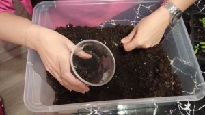 Гид для новичков. Как и когда пересаживать рассаду томатов