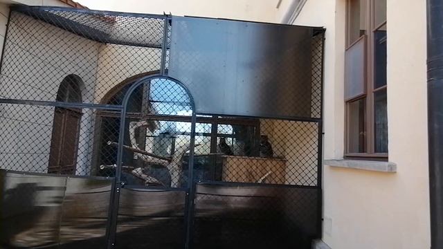 Совы. Замок Бип "Мариенталь" в Павловске. 29.04.2024. смотреть онлайн