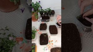 Гортензия из семян.