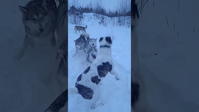 обидели самую добрую собаку смотреть онлайн