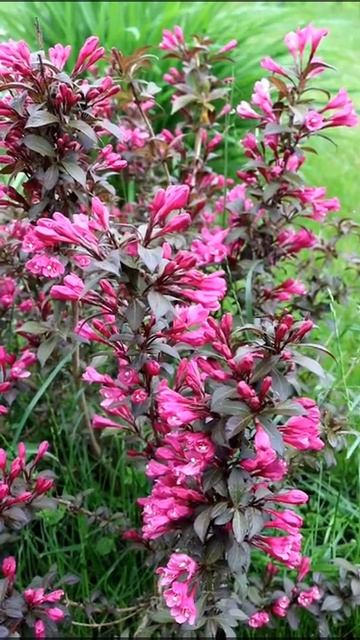 ПОСЛЕ ДОЖДЯ ВСЁ ЯРЧЕ 🌹 14.06.2022 г. смотреть онлайн