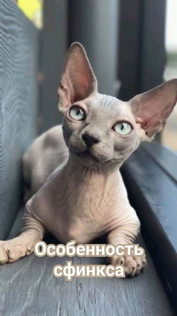 Особенность кожного покрова кошки сфинкс смотреть онлайн