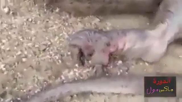 Настоящий дракон щоооооок!!!! смотреть онлайн