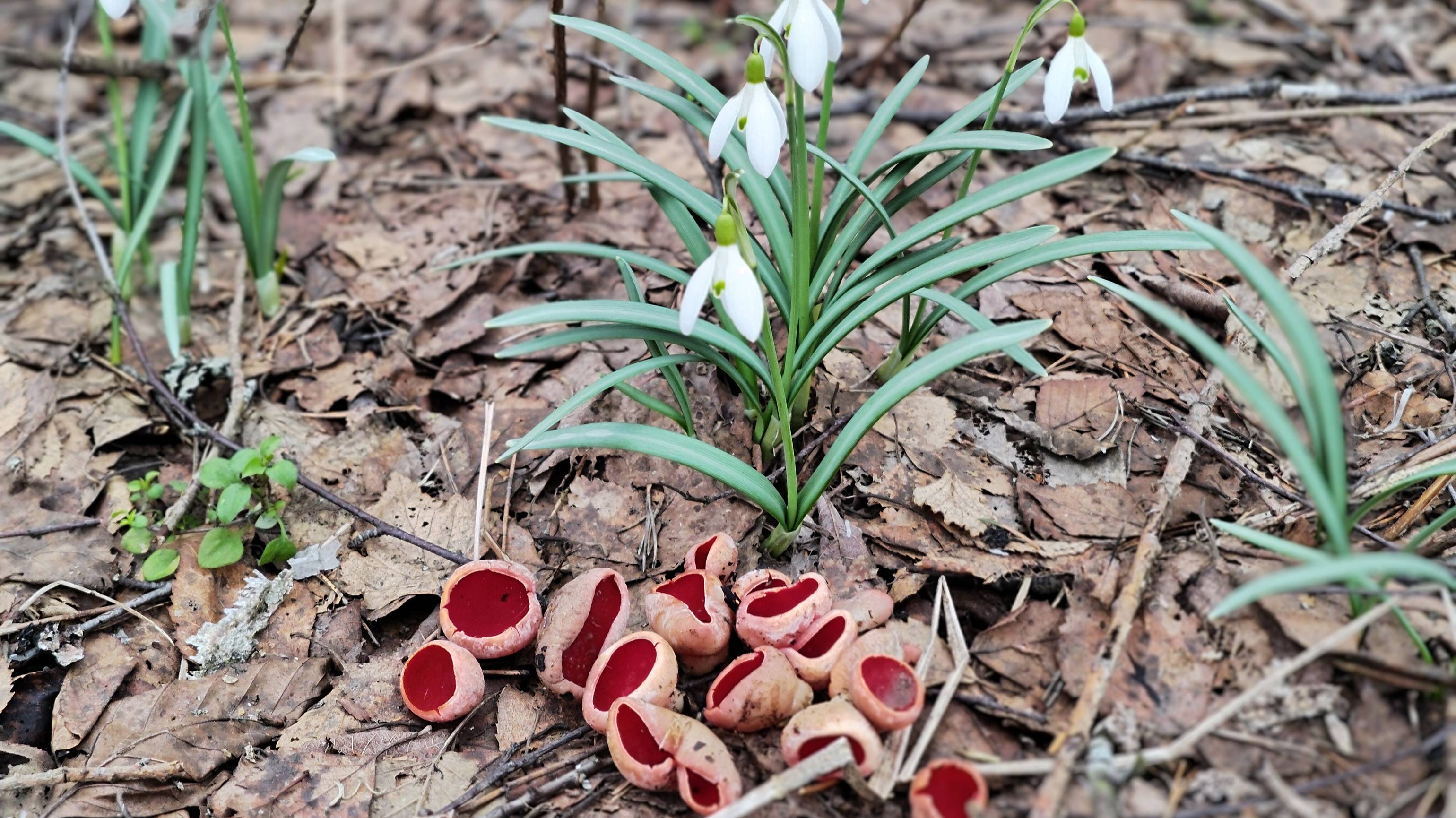 УРА ТОВАРИЩИ !!! ГРИБНОЙ СЕЗОН 2025 ОТКРЫТ ! смотреть онлайн