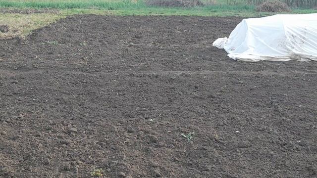 Ставропольский огород. Куряне в Ставрополье. mp4 смотреть онлайн
