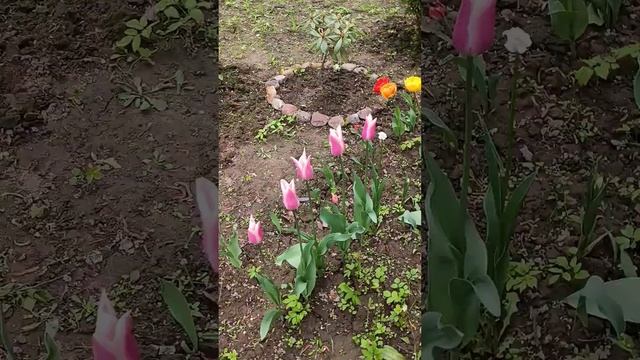 Впервые за 6 лет владения дачей рододендрон зацвёл!!! Шикарные кустарники на даче. смотреть онлайн