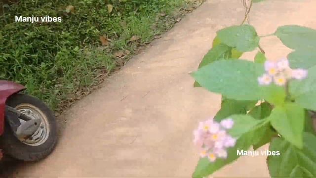 കോട്ടയത്ത് ഒരു plant hunting നടത്തിയാലോ#planthunting#manjuvibes смотреть онлайн