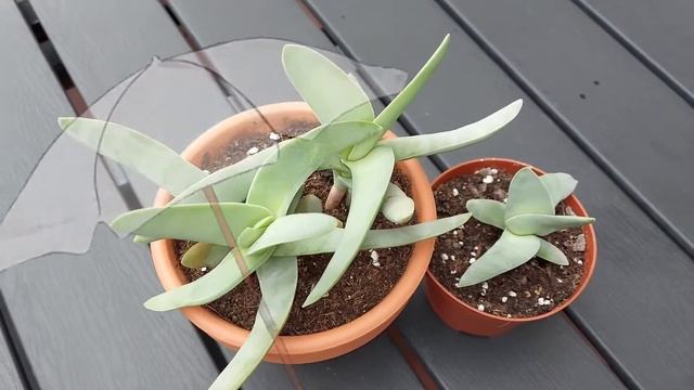 Crassula Falcata | Sus Cuidados