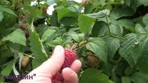 БЕНЕФИС позднеспелый сорт летней малины