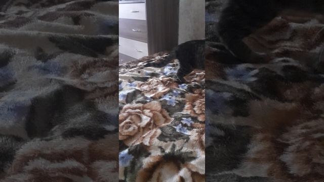 20250331_161453 смотреть онлайн