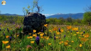 Весенняя терапия целебными частотами 🌷🌞
