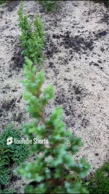 КУДА Я ПОСАДИЛА МОЖЖЕВЕЛОВЫХ МАЛЫШЕЙ. смотреть онлайн