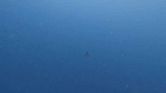 05.10.23 Whale Shark snorkeling. Dives at Broken Rock, Dhidhdhoo & Lux Beyru смотреть онлайн