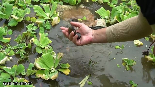 The process of harvesting snails after 1 month of farming. Forest life skills DT смотреть онлайн