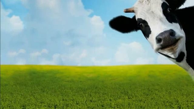 Animals 1/3 смотреть онлайн