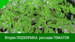 ДАЖЕ САМАЯ ХИЛАЯ РАССАДА ТОМАТОВ ОКРЕПНЕТ. Вторая ПОДКОРМКА рассады ТОМАТОВ