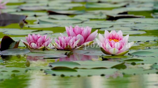 Верхом на чуде.ОШО смотреть онлайн